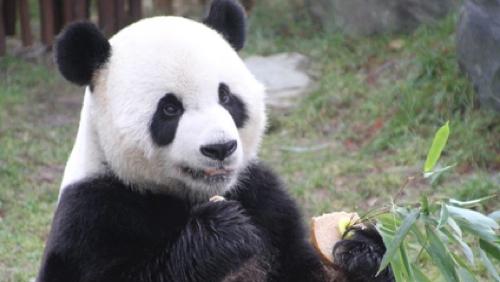 Pas de bébé panda cette année