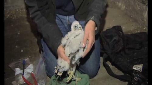 Des oeufs de faucons pèlerins en haut de Saint-Julien