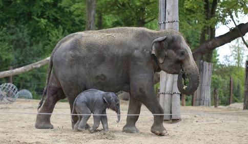 A vous de choisir le nom de petit éléphant !