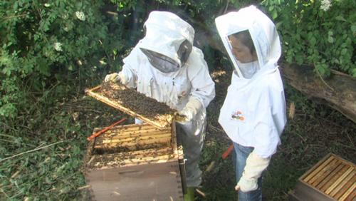 Aude Bacart : une jeune apicultrice passionnée