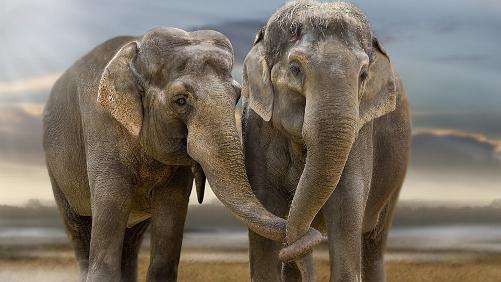 Deux éléphantes de plus à Pairi Daiza