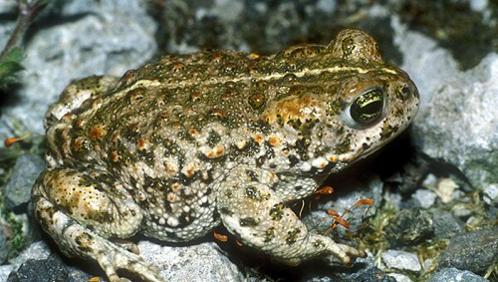 6 hectares pour le crapaud calamite sur la future zone delta