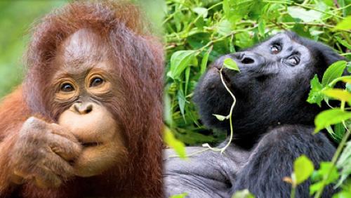 Les grands singes arrivent à Pairi Daiza