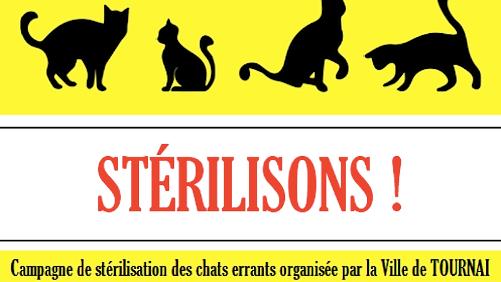 Une campagne de stérilisation des chats errants