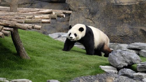 Pairi Daiza: plus beau parc animalier du Benelux