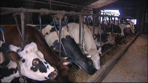 5 millions pour les producteurs wallons de lait