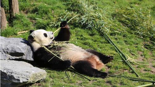 Signes de grossesse pour la femelle panda géant de Pairi Daiza