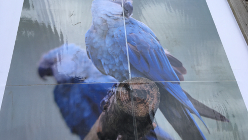 L'Ara de Spix, espèce éteinte dans la nature, arrive à Pairi Daiza