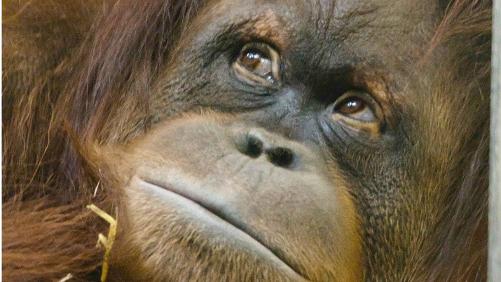 Arrivée des premiers orangs-outans de Sumatra à Pairi Daiza