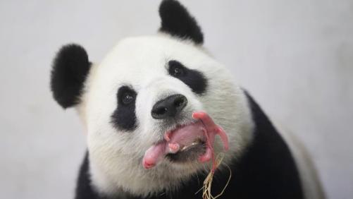 Un bébé panda est né à Pairi Daiza