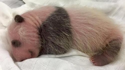 Bébé panda prend des couleurs
