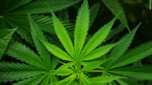 Interpellation après la découverte d’une plantation de cannabis