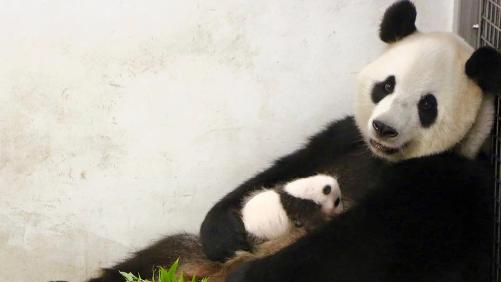 Baby P. est désormais un vrai panda !