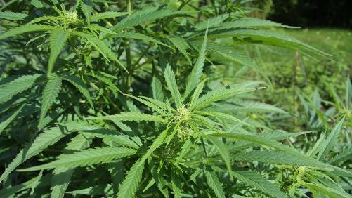Un accident permet de débusquer un trafic de cannabis
