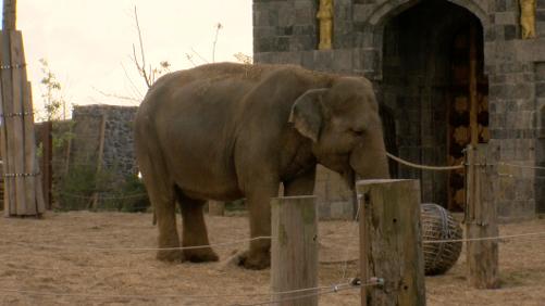 L’éléphanteau n’a pas survécu à Pairi Daiza