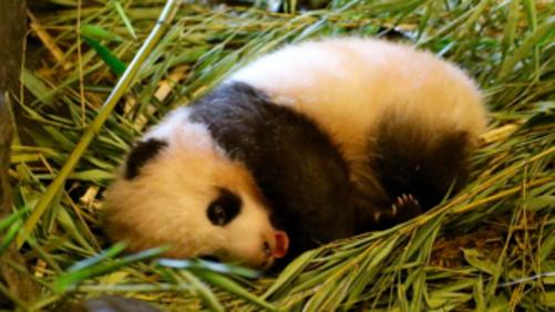 Baby P a un nom! Il s’appelle Tian Bao!