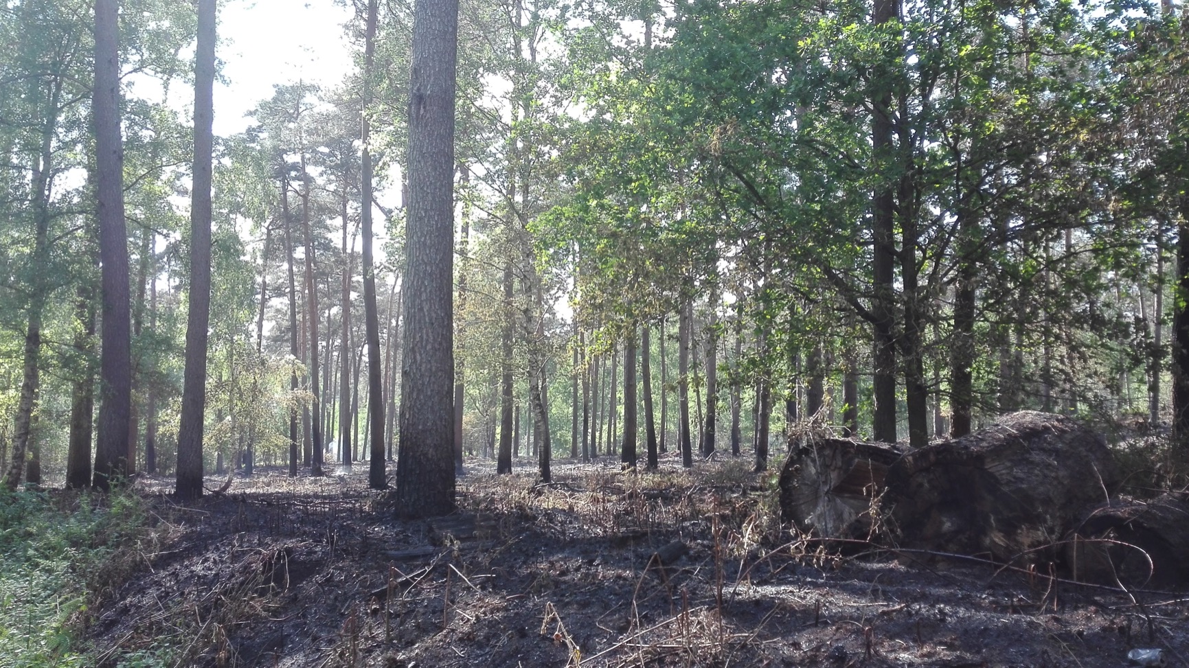 Feux de forêt à Stambruges