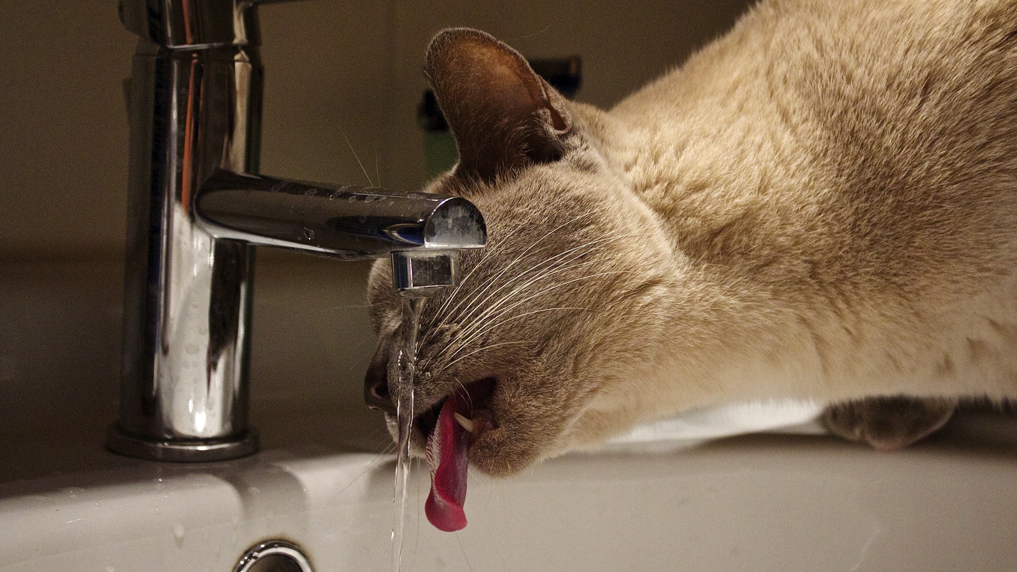 Les villages de Beloeil et Stambruges privés d’eau potable