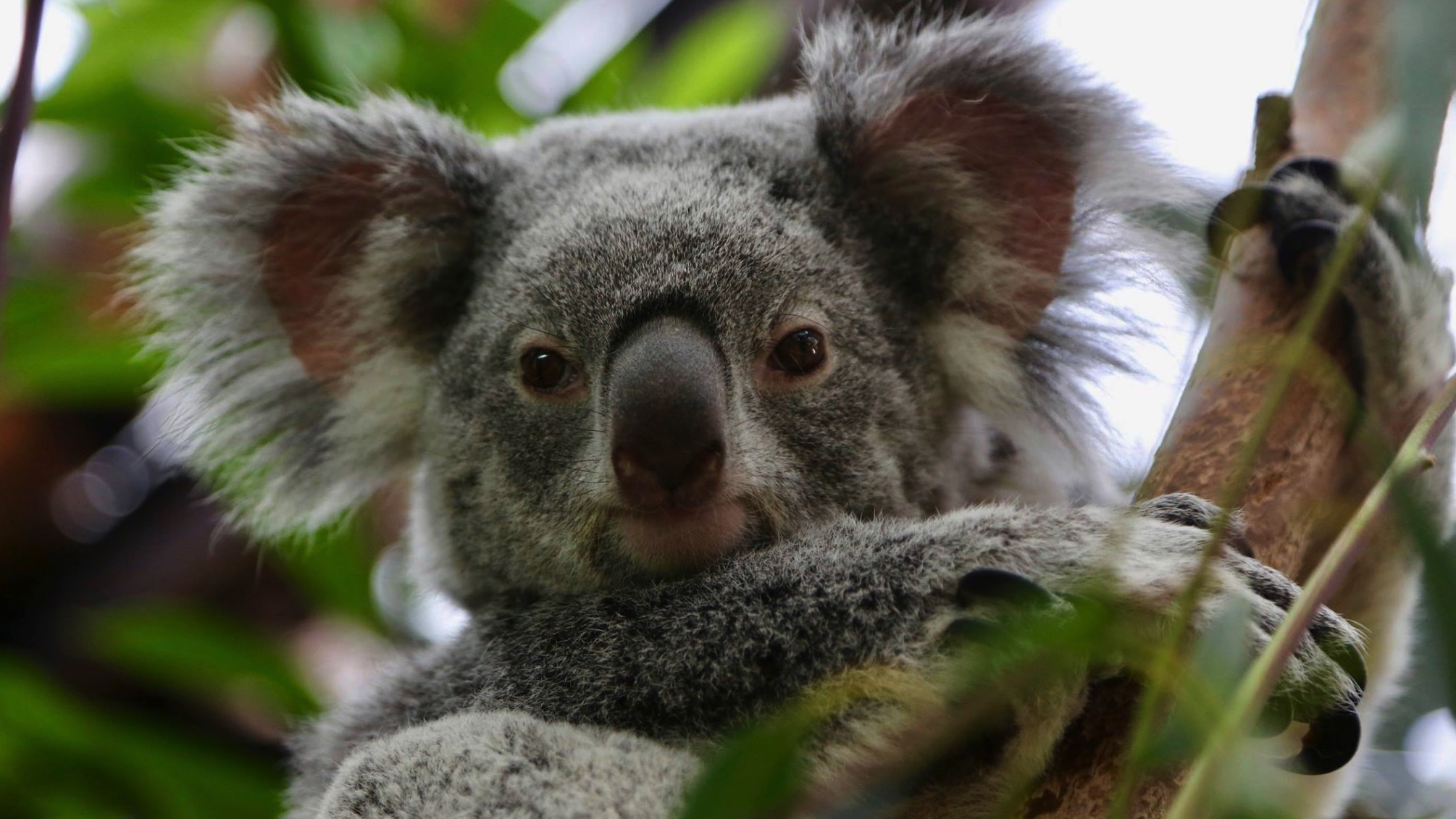 Zelda, femelle koala de Pairi Daiza, est morte ce mardi soir