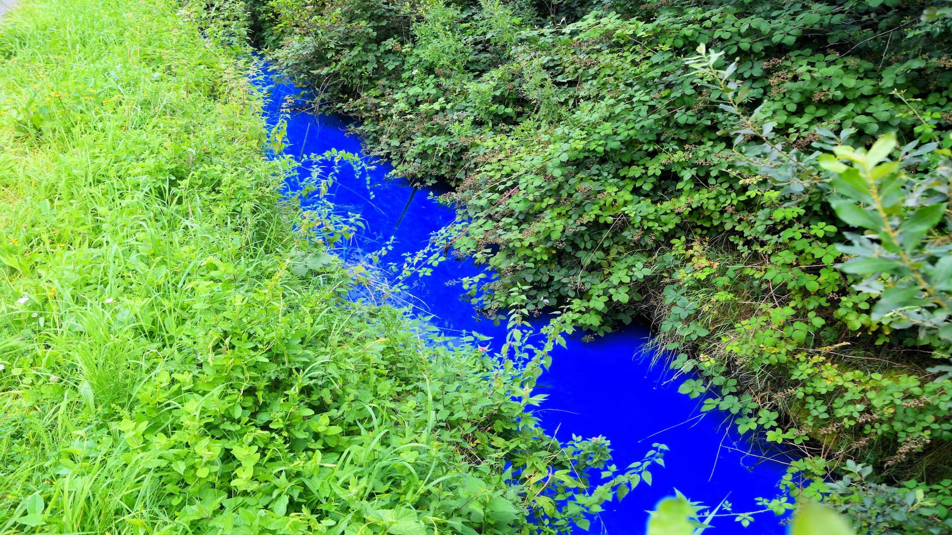 Un ruisseau pollué par de la peinture à Lessines