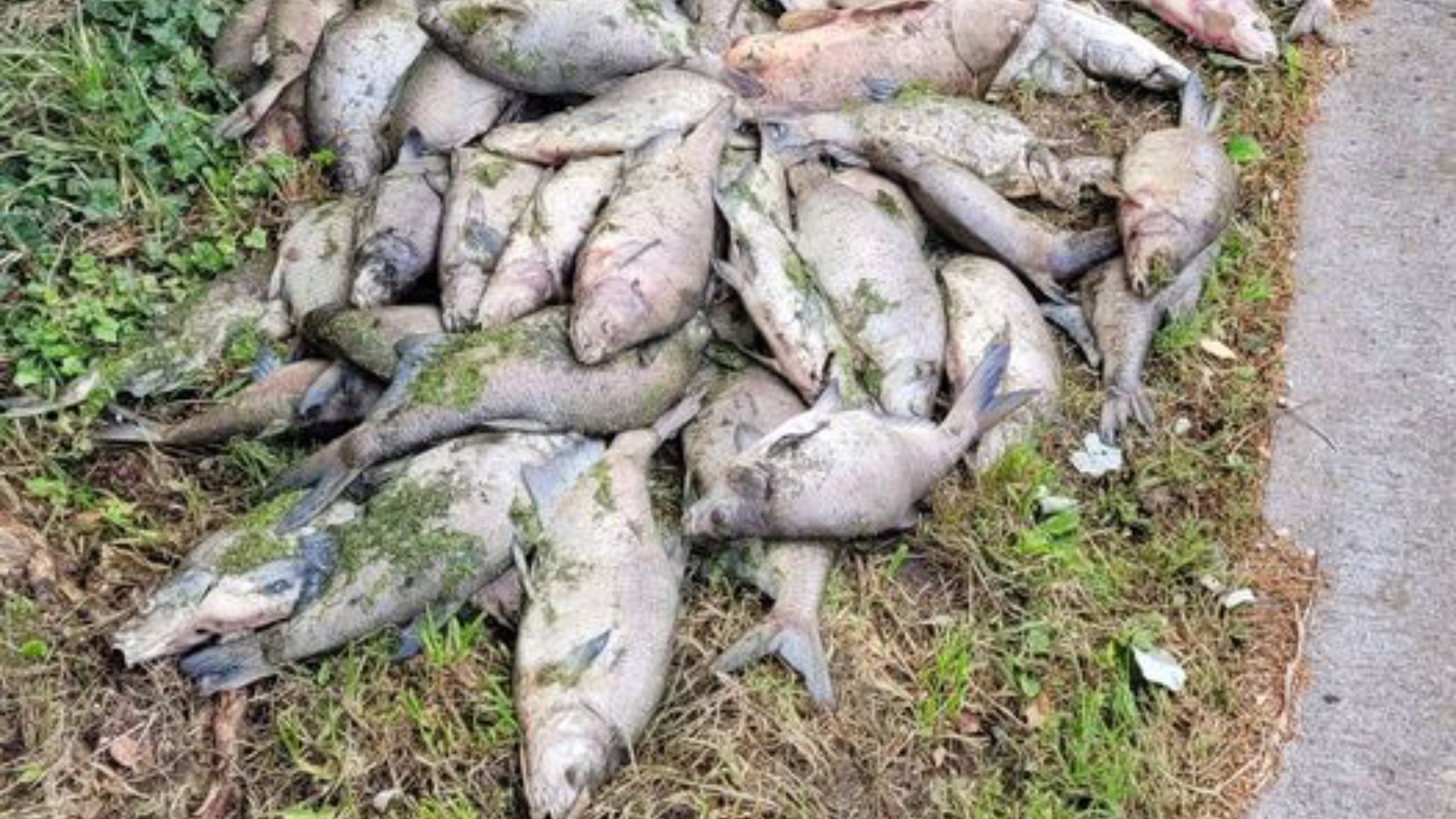 Comines : une centaine de poissons morts de cause naturelle dans le canal des pêcheurs