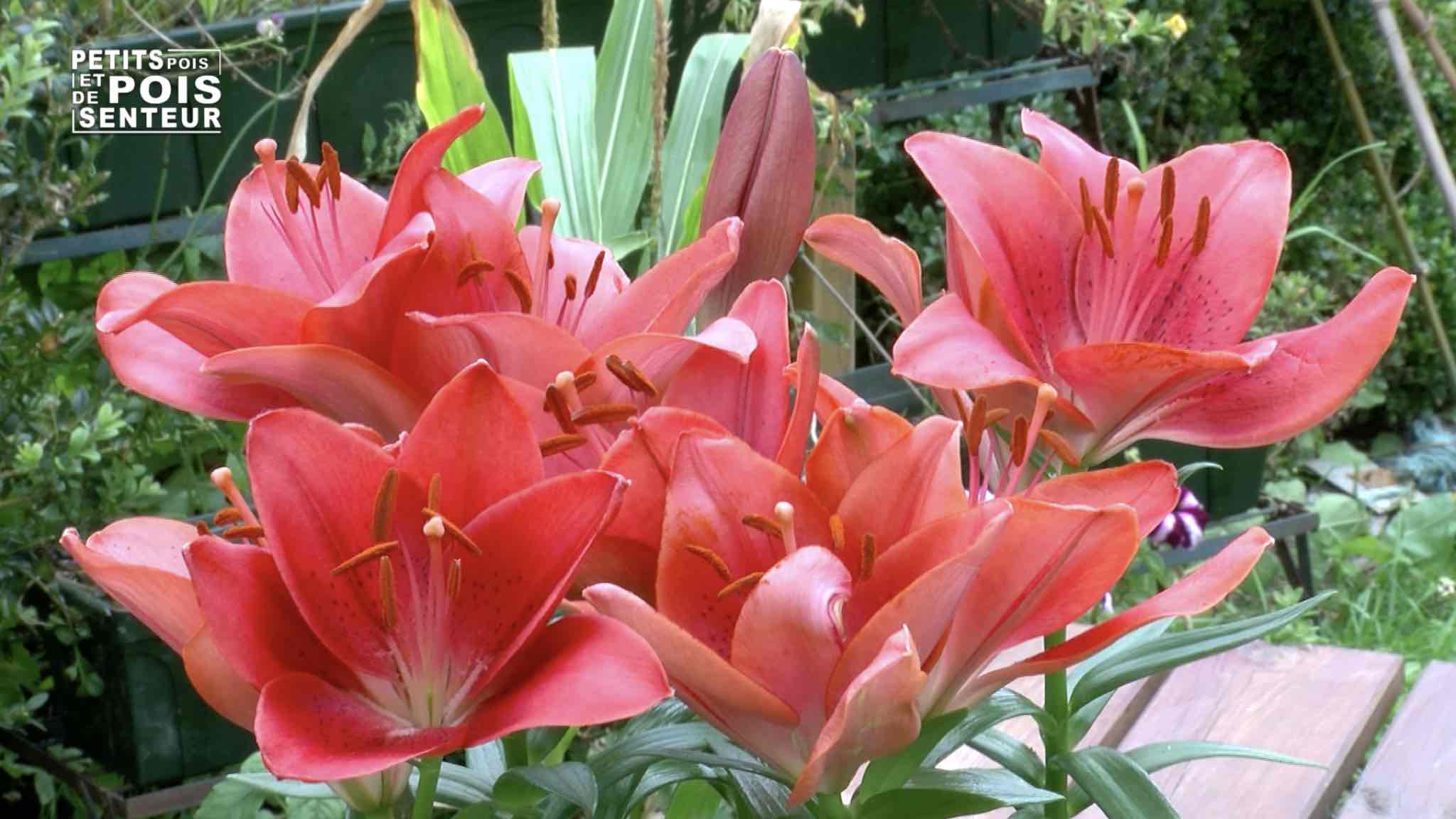 Tout savoir sur le lys, une fleur royale