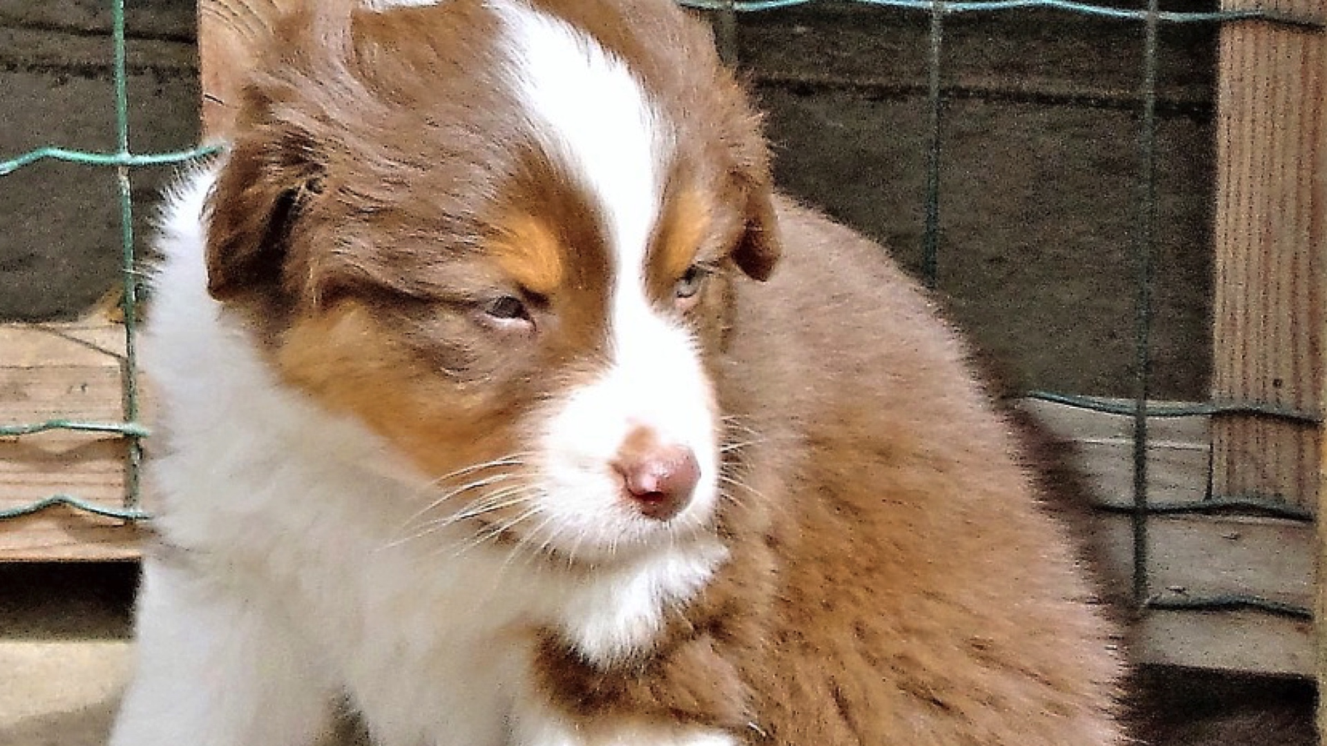 Bernissart : le gouvernement wallon refuse le permis de régularisation de l'élevage de chiens Happy Dogs