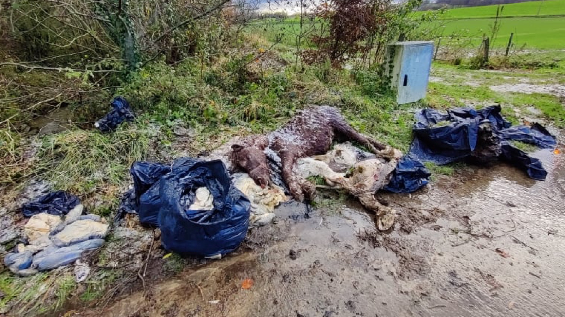 Des corps d'animaux morts retrouvés dans un ruisseau à Flobecq