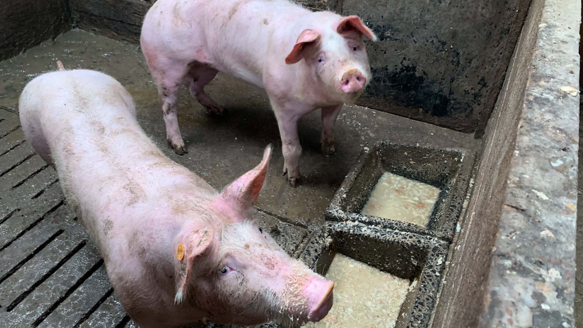 40 animaux maltraités saisis à Mouscron