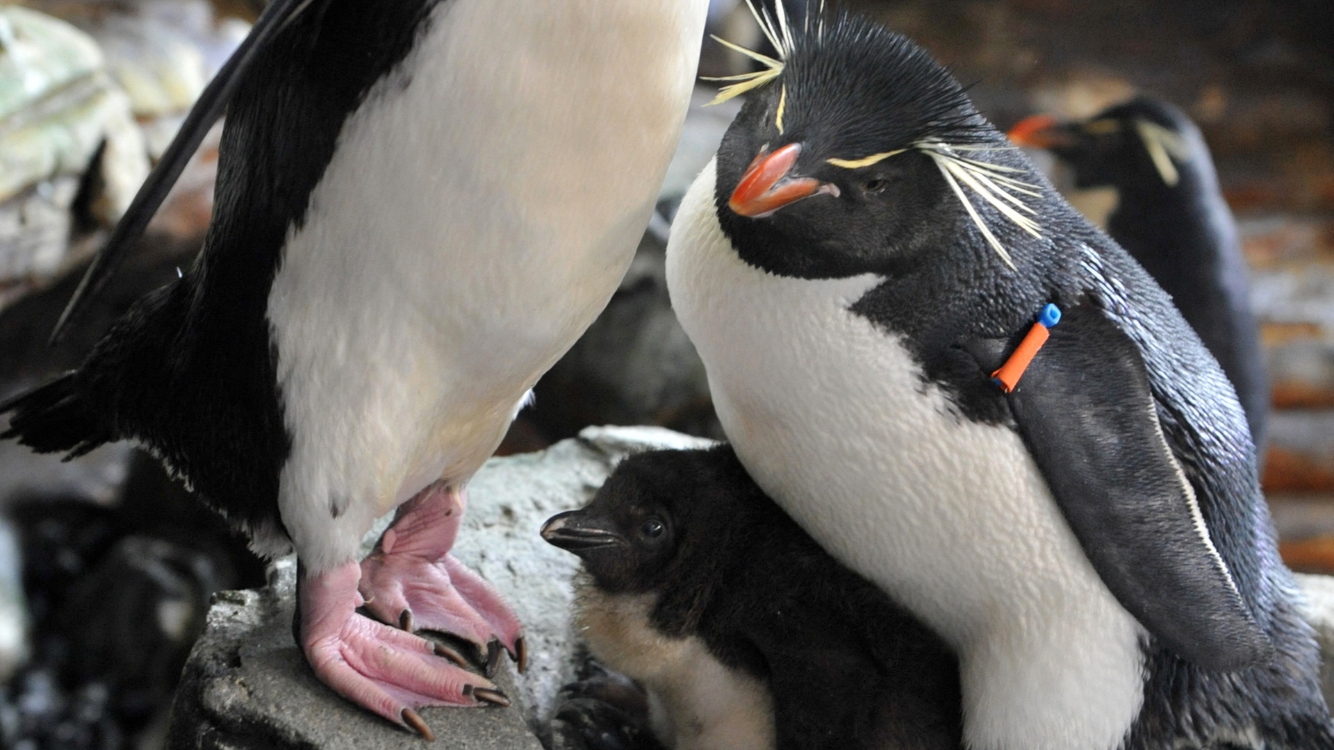 Trois bébés manchots sont nés à Pairi Daiza