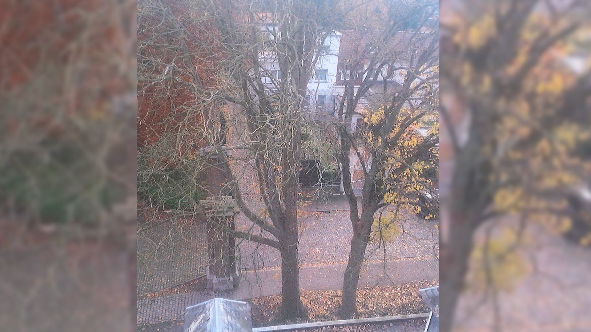 Tournai : Paul-Olivier Delannois prend un arrêté pour abattre un marronnier qui menace le bâtiment communal