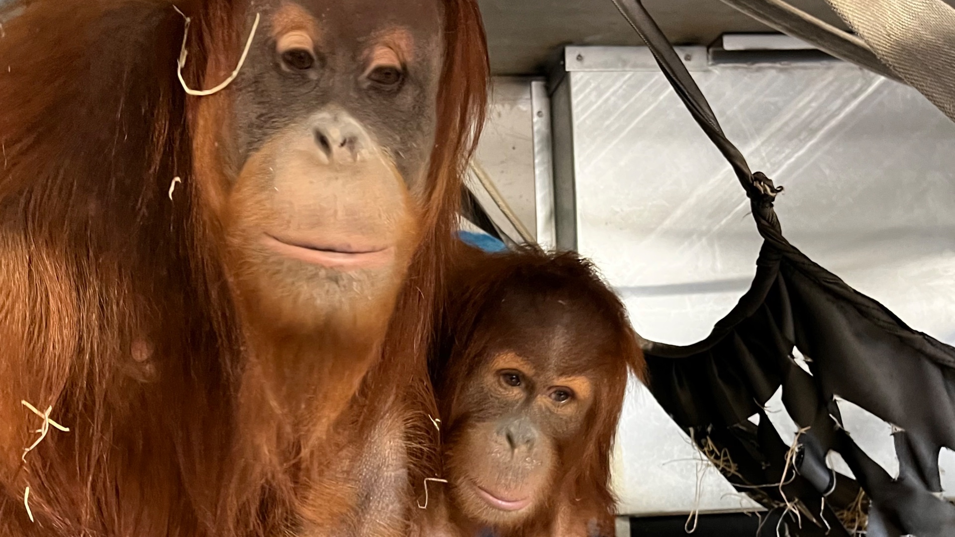Deux orangs-outans de Sumatra sont arrivés à Pairi Daiza