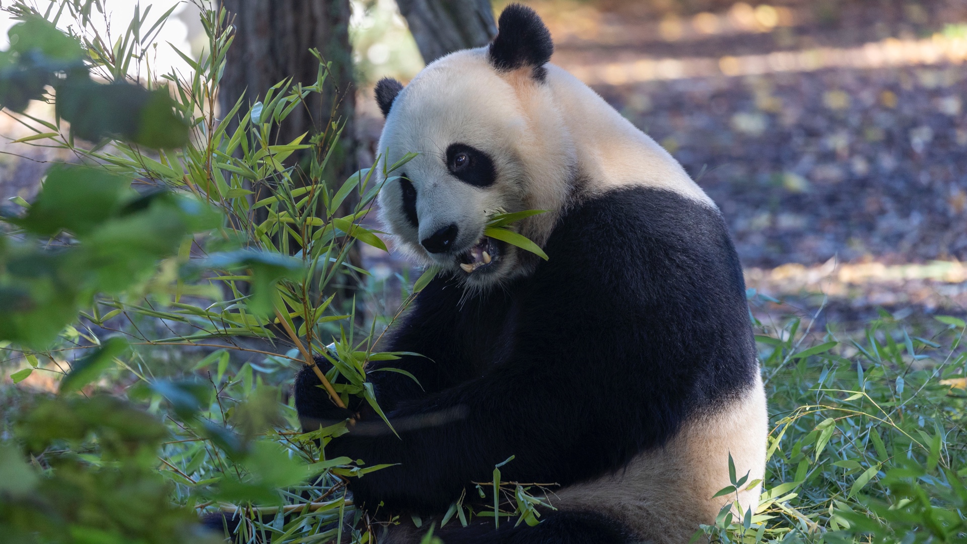 Tian Bao restera finalement à Pairi Daiza cette année
