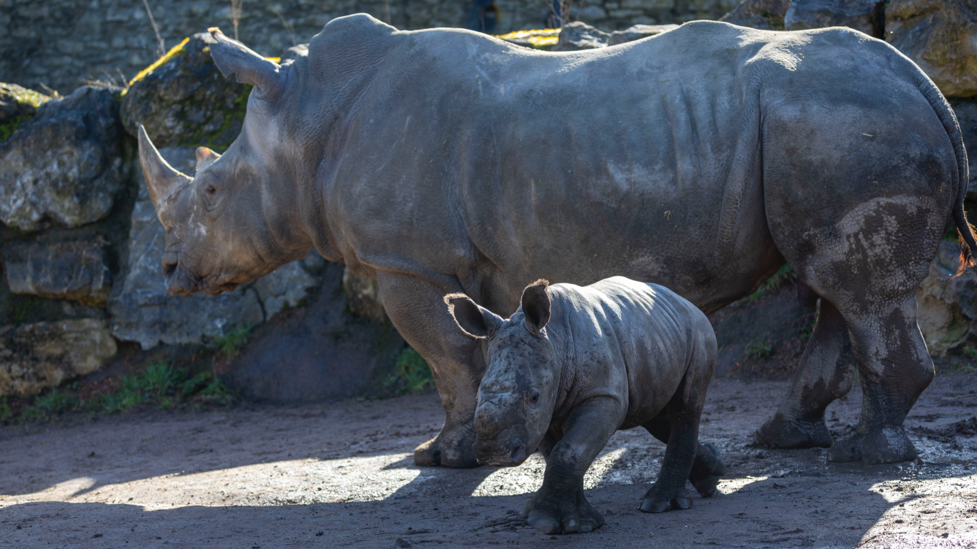 Un rhinocéros blanc est né à Pairi Daiza