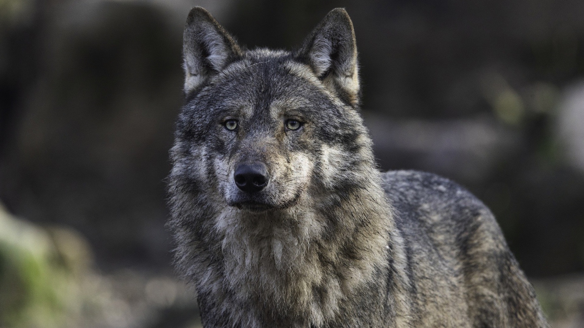 Flobecq : le permis pour le projet de parc à loups refusé par le gouvernement wallon
