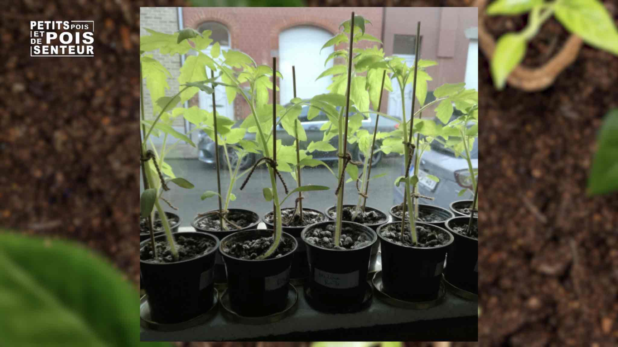 Comment fortifier ses pieds de tomates Comment fortifier ses pieds de tomates