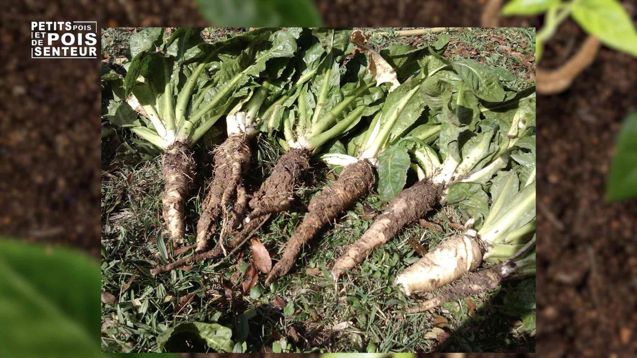 Réaliser sa propre culture de racines de chicon