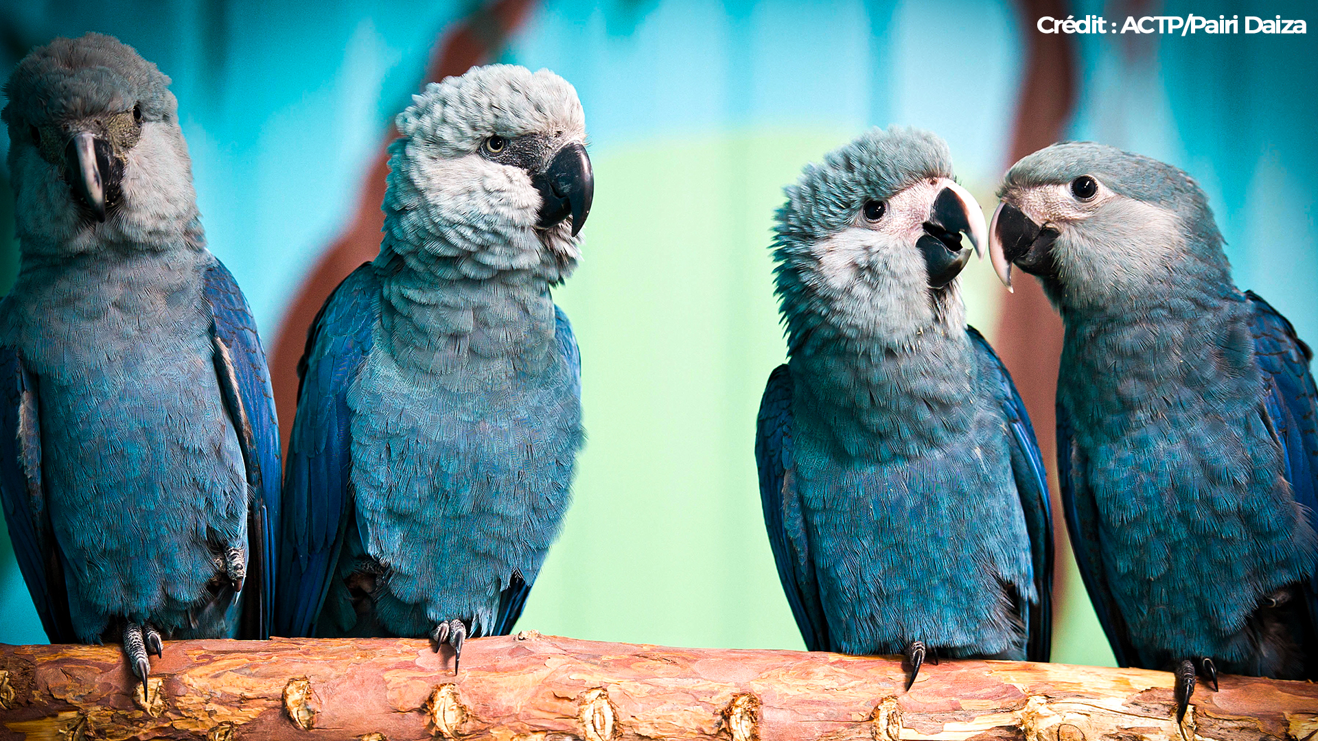 Première mondiale : la Pairi Daiza Fondation a réintroduit une espèce disparue à l'état sauvage