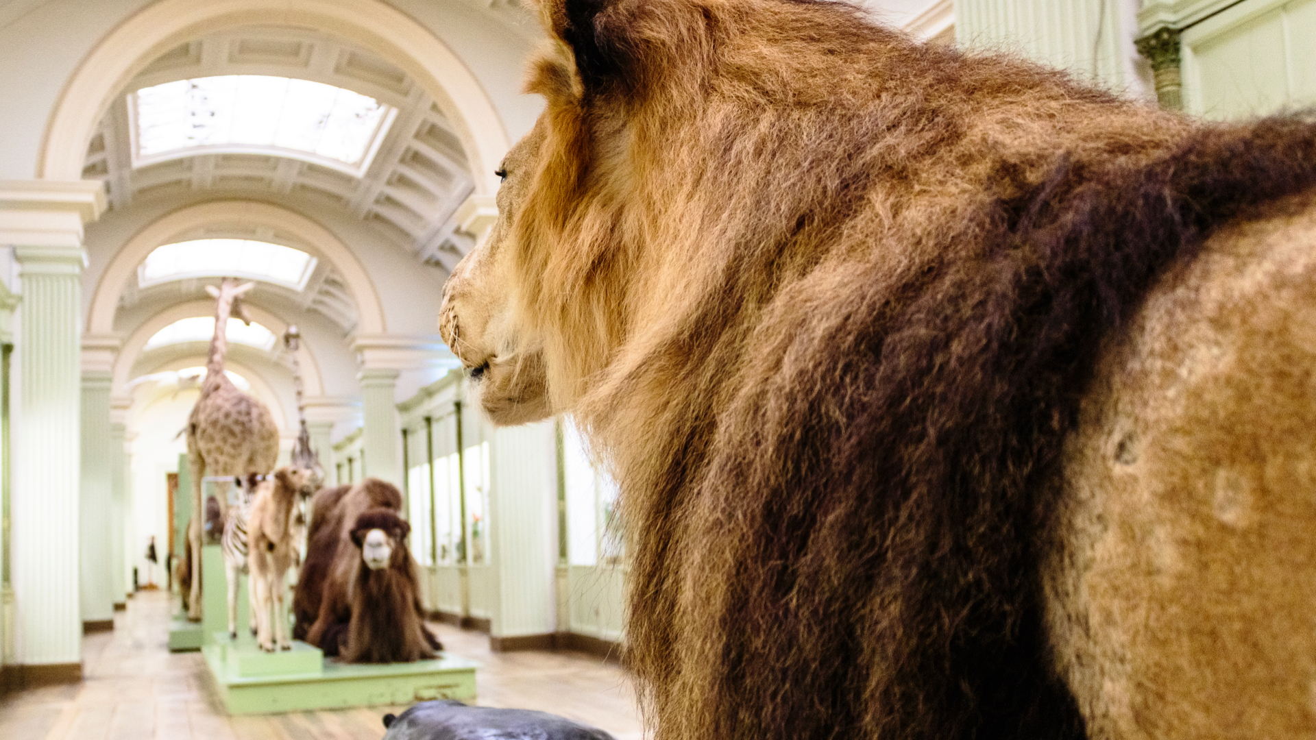 Tournai : le Musée d’Histoire naturelle et Vivarium rouvrira le 1er juillet