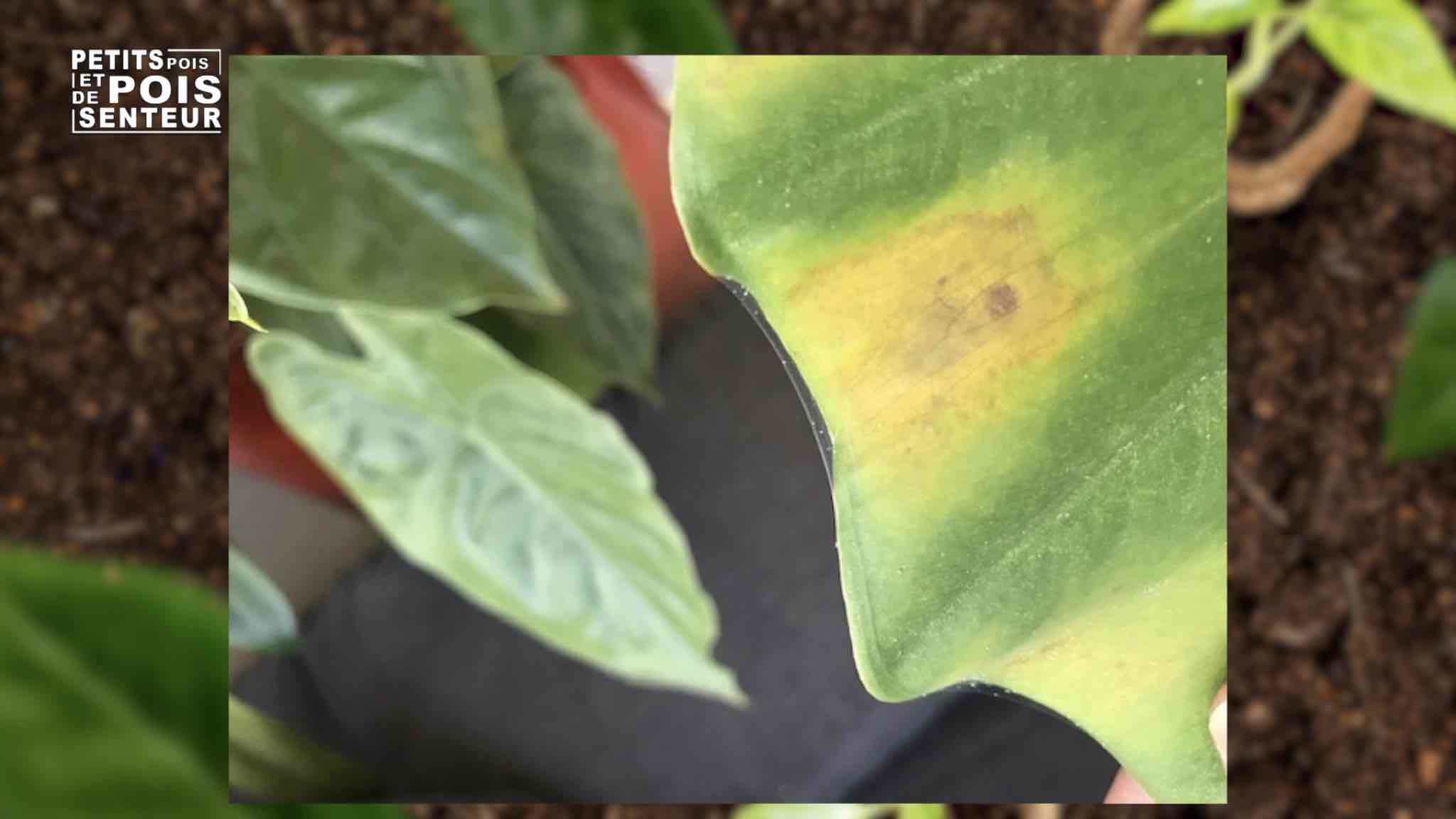 Les feuilles de mon alocasia jaunissent et doivent être coupées, que