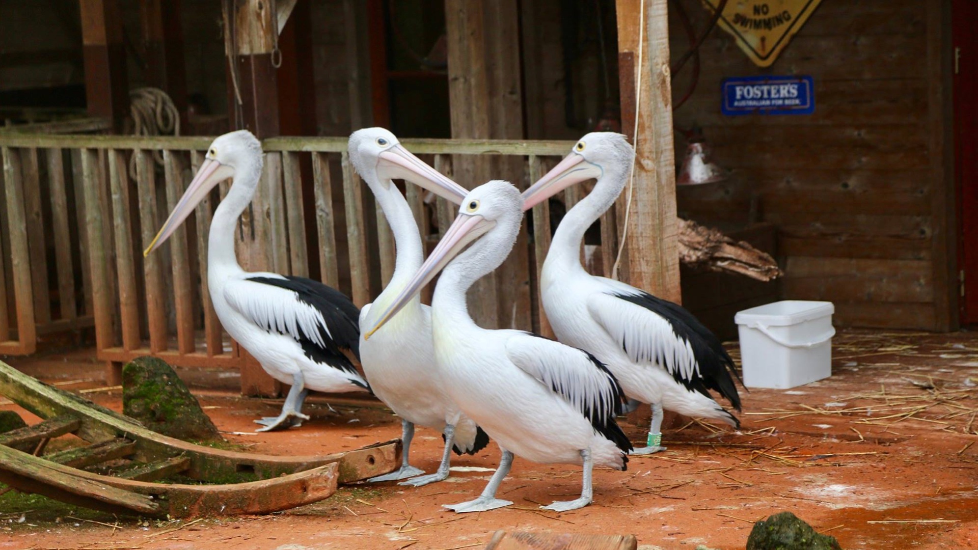 Cas de grippe aviaire à Pairi Daiza : 4 pélicans sont morts, tous les oiseaux du parc isolés du public