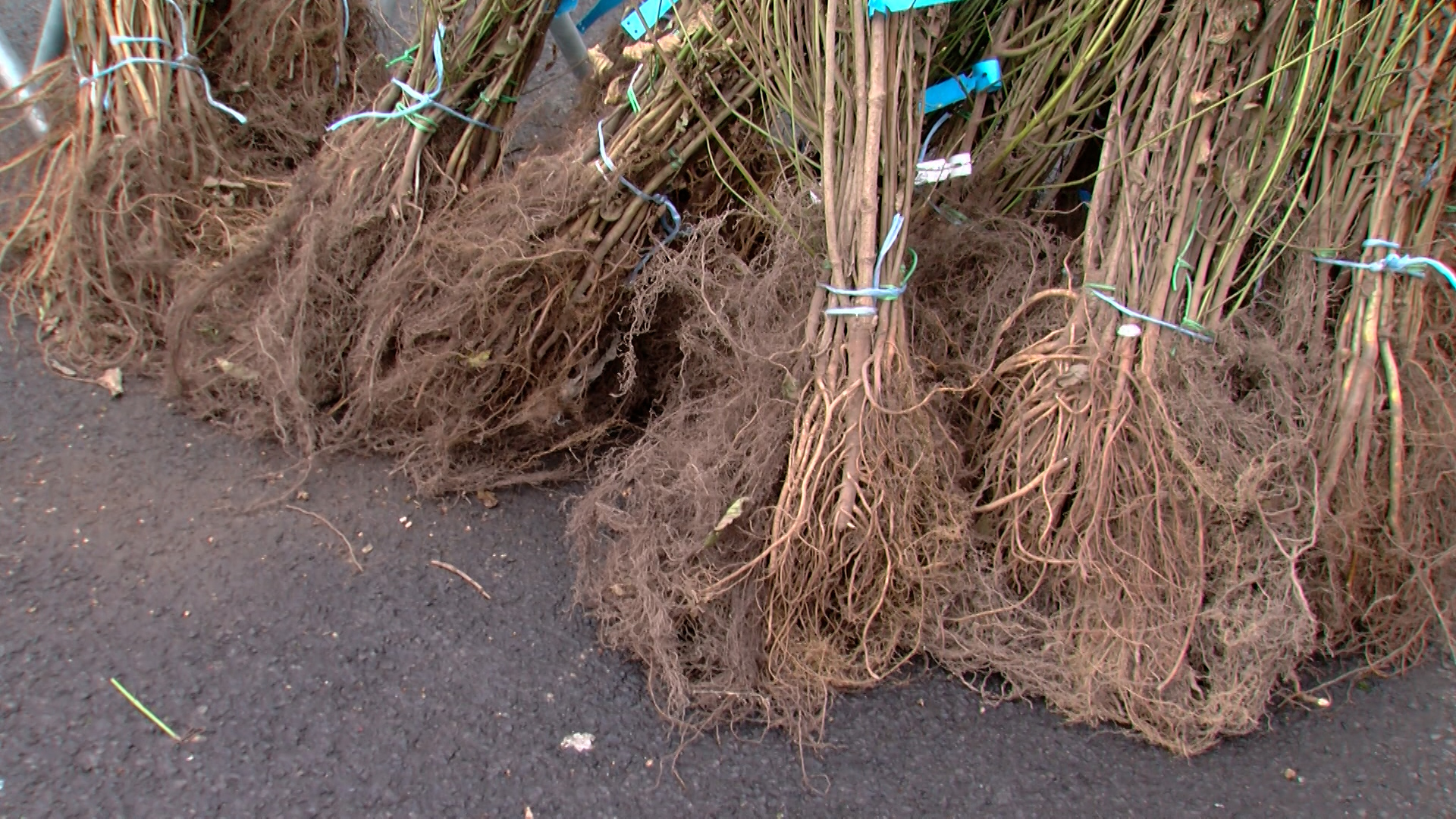 2.500 arbres seront distribués ce samedi à Mouscron