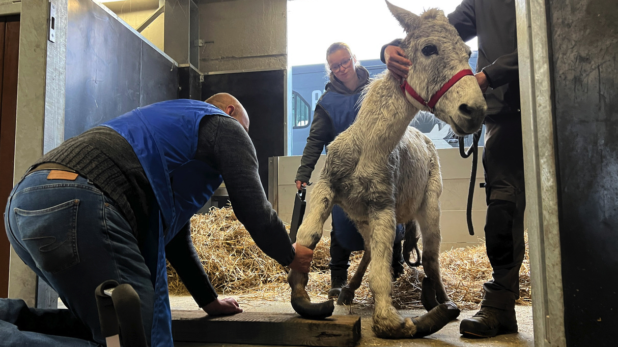 Maltraitance animale : un mulet avec des membres totalement luxés dans une prairie de Beclers