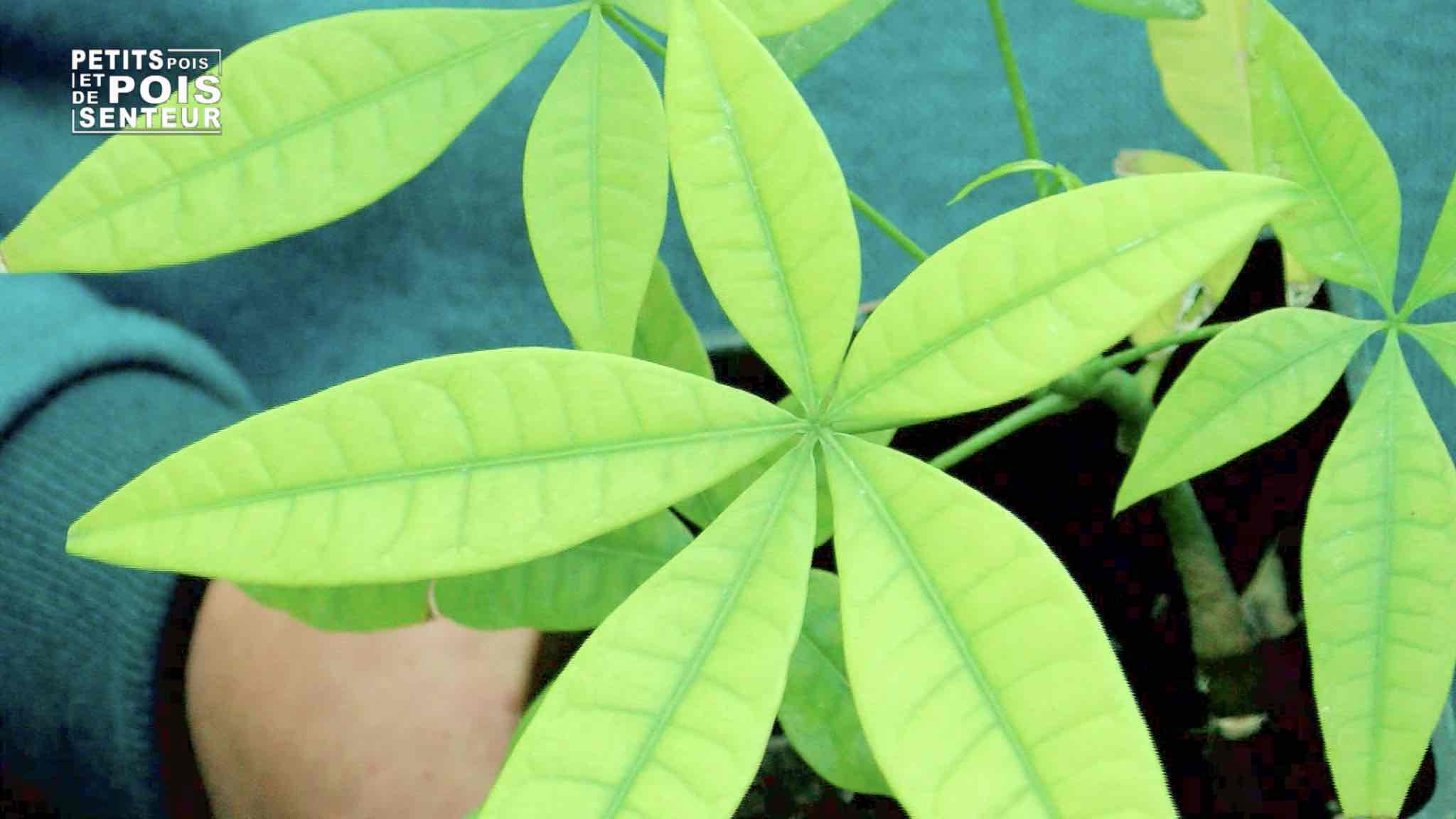Des taches jaunes sur les feuilles de mes plantes