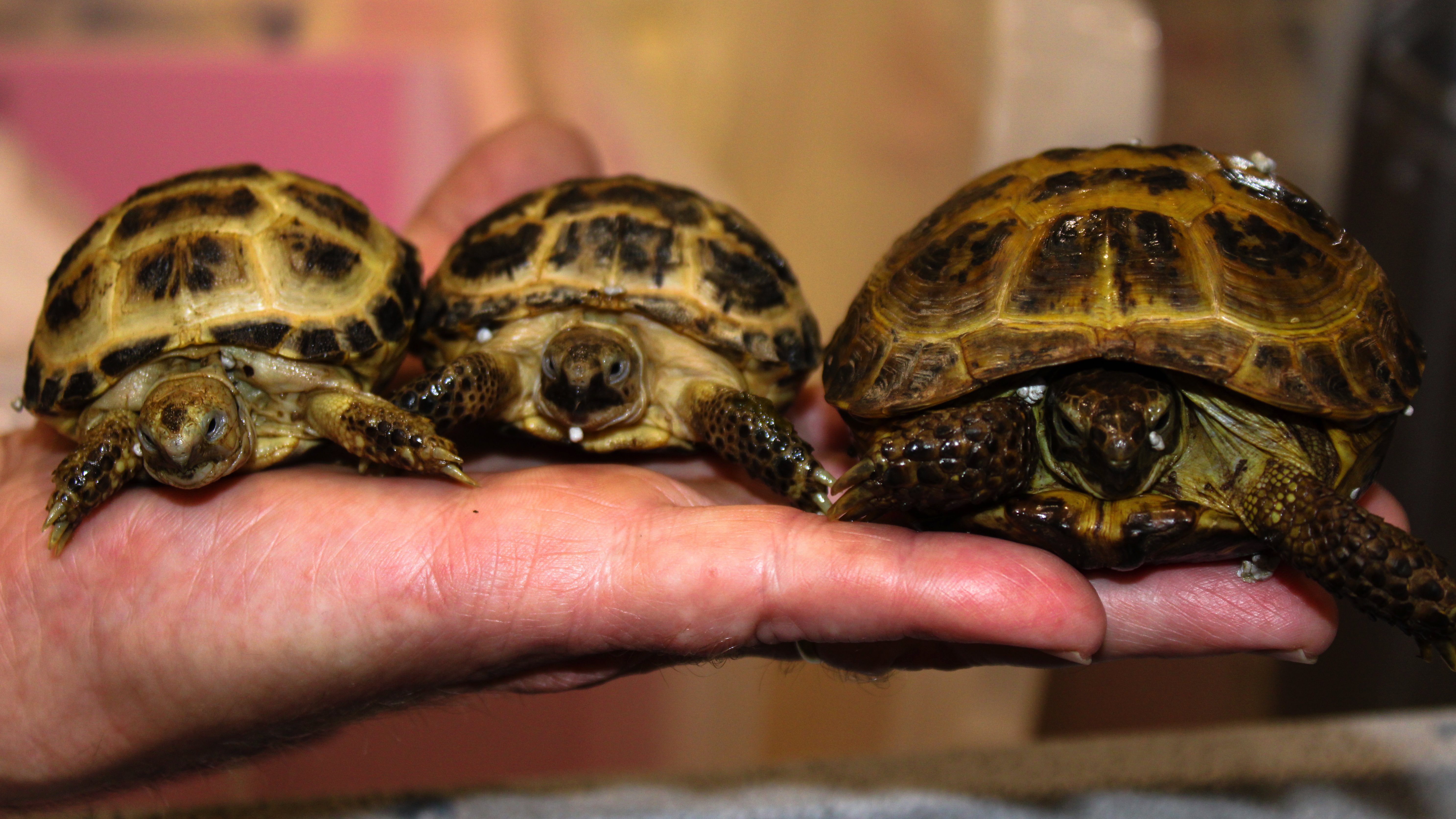 Année record pour le refuge de la Fondation Pairi Daiza : 741 reptiles et amphibiens recueillis en 2022