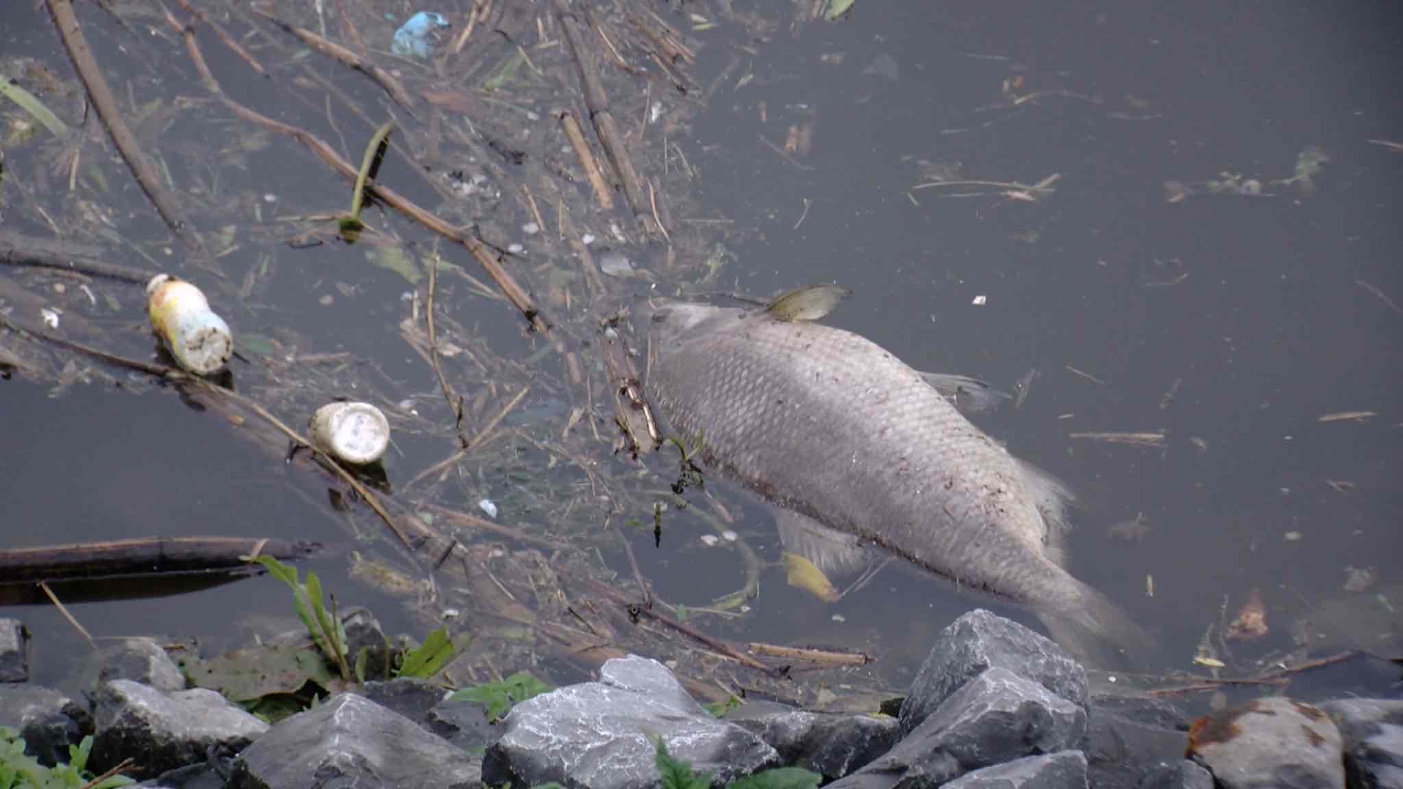 Condamnation de Tereos pour la pollution de l'Escaut : le Parc naturel des plaines de l'Escaut se réjouit mais reste prudent