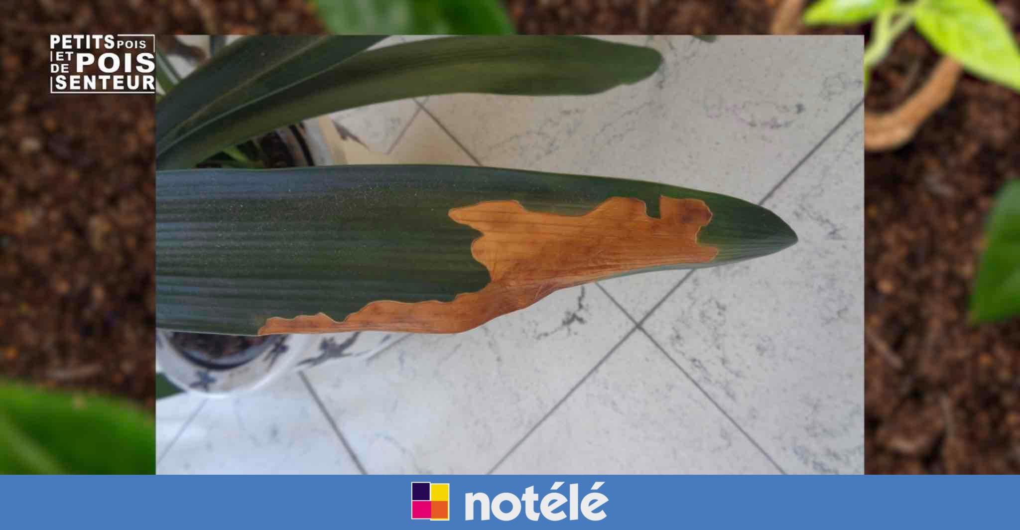 Que faire face à des taches brunes sur un clivia