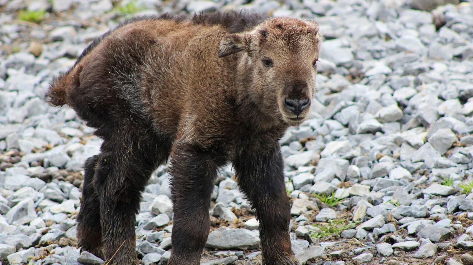 Carnet rose à Pairi Daiza : un takin doré a vu le jour