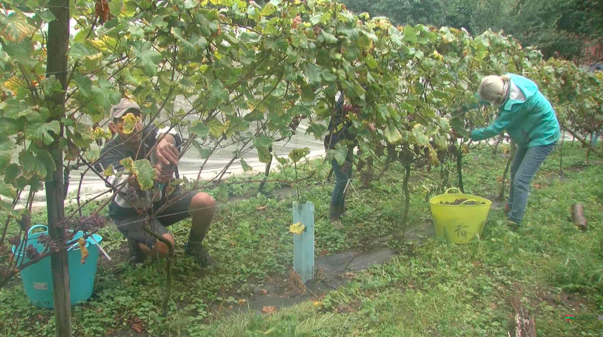 Les viticulteurs wallons invités à unir leurs compétences