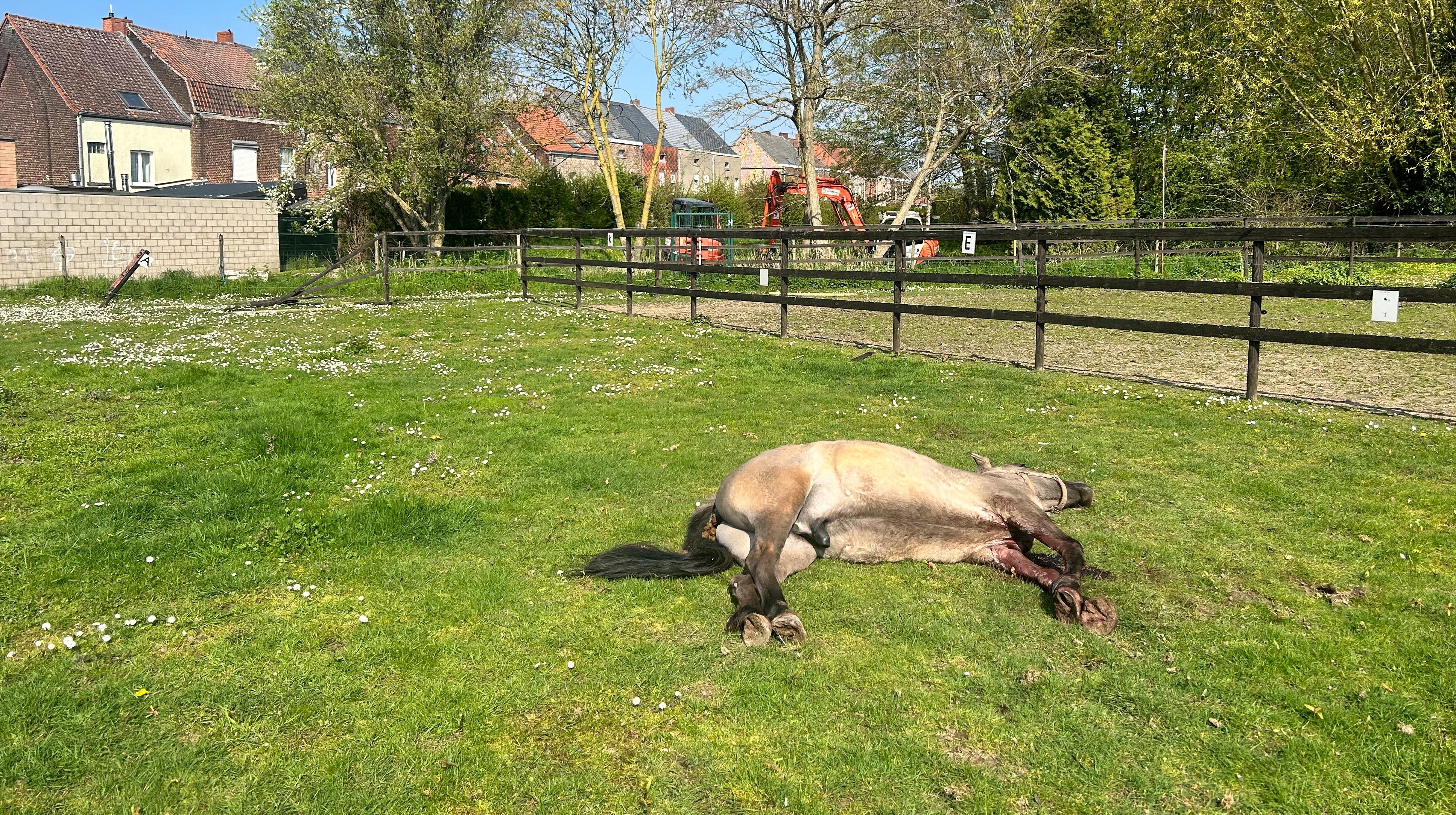 Antoing : terrifié par le bruit des engins de chantier, un cheval perd la vie dans une prairie